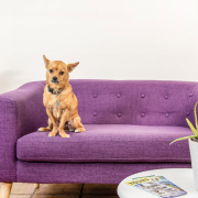 A small brown dog sits on a purple couch at the dog-friendly boutique hotel Inn at Palm Springs